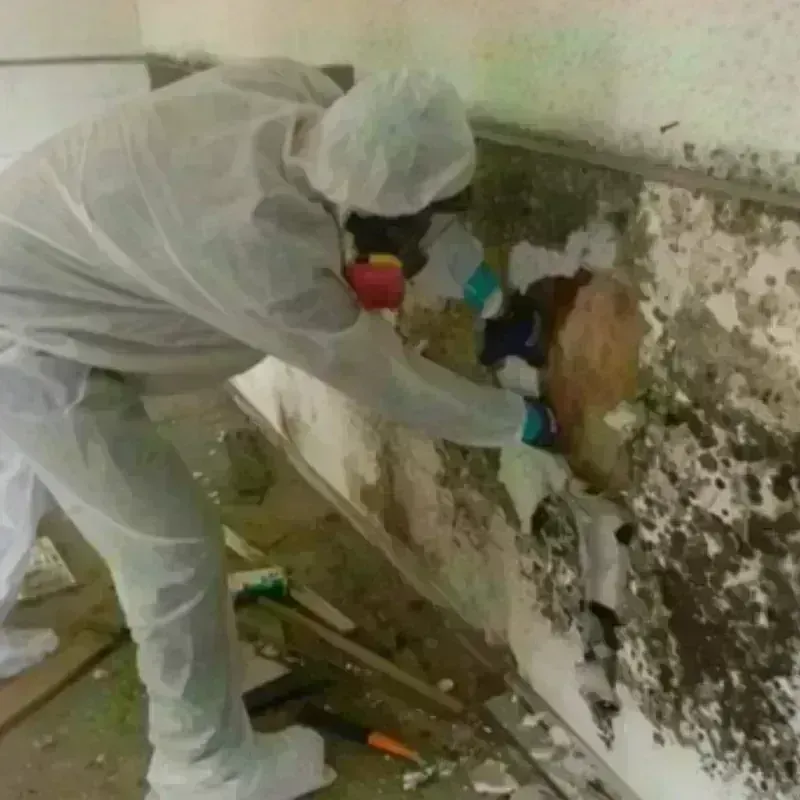 Mold Remediation and Removal in Newfane, NY